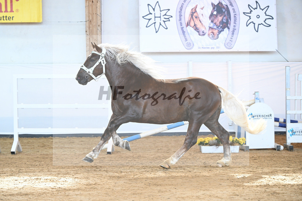 Kat-Nr. 2 v. Dirill_Wittmann_2230154 | hf-fotografie - Realizzato con Pictrs.com