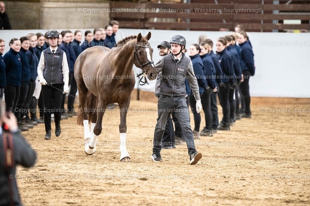 20260307_Hengstvorstellung-Marbach_0526 | equistock