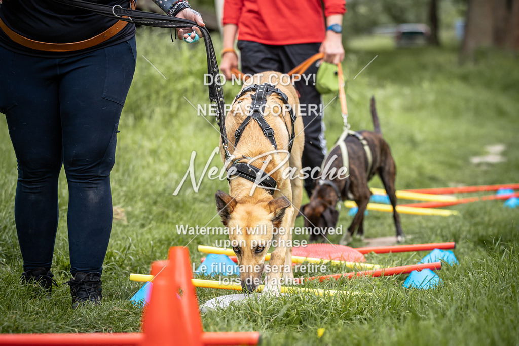 nelerasche_So-earlydog_13 | nelerasche