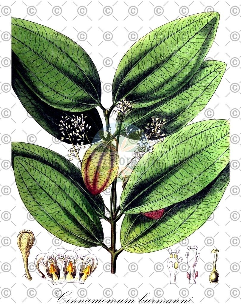 HistAbb_wfo-0000604955_1_ENZY_Simple | Historische Abbildung von Cinnamomum burmanni - Lauraceae | Historical Illustration of Cinnamomum burmanni - Lauraceae