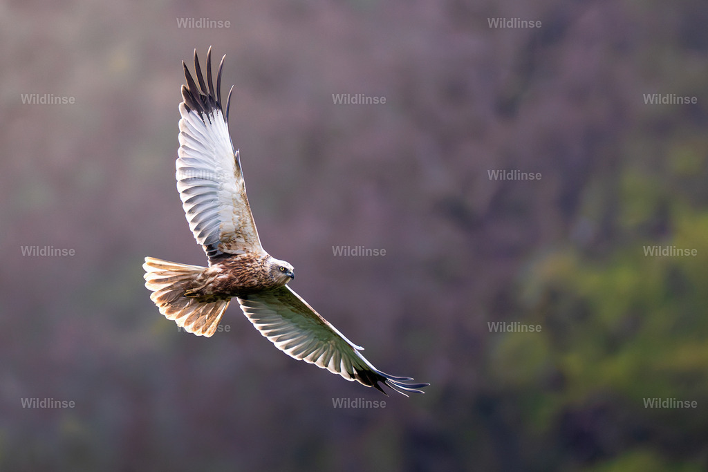 Wildlinse-250421-1 | Willkommen bei Wildlinse. Wildtierfotografien aus Schleswig-Holstein: Entdecke einzigartige Fine-Art-Prints und Poster, die Ruhe, Wildnis und die Schönheit unserer heimischen Tierwelt in dein Zuhause bringen. - Realisiert mit Pictrs.com