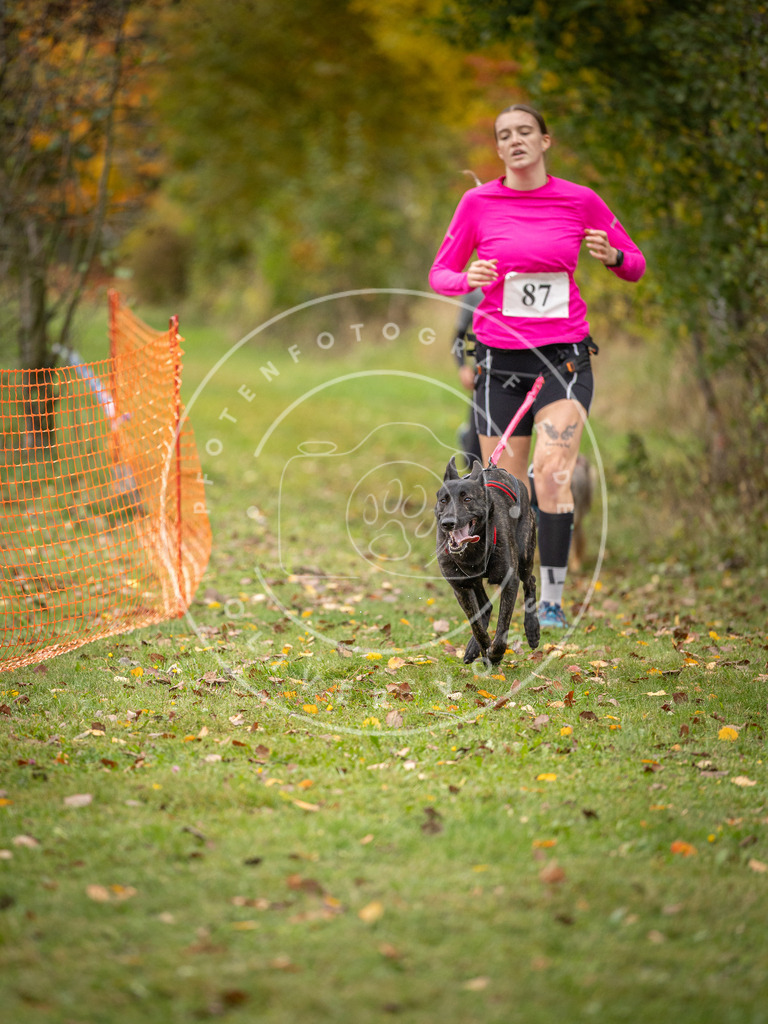 Pfotenfotografie_DV3A3200 | Hundefotografie, Tierfotograf, Pfotenfotografie, Fotoshooting Hund, Hunde Portrait, Hundesport, Hundeportraits, Heideshooting, Hunde, Sportfotograf, Hundefotograf, Turnierhundsport, THS,  - Realisiert mit Pictrs.com