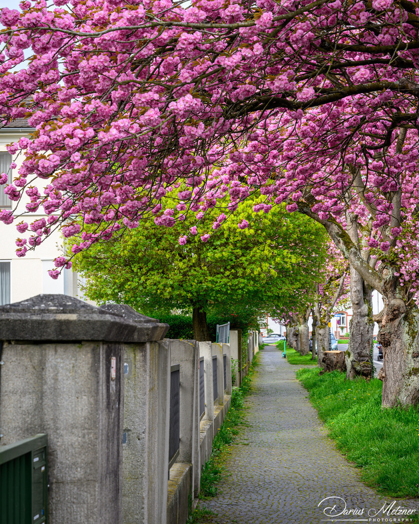 DSC_9414 | Fotografien, Fotos und Bilder aus Mainz, Frankfurt, Wiesbaden und anderen Orten auf der Welt - Fotografiert von Darius Metzner