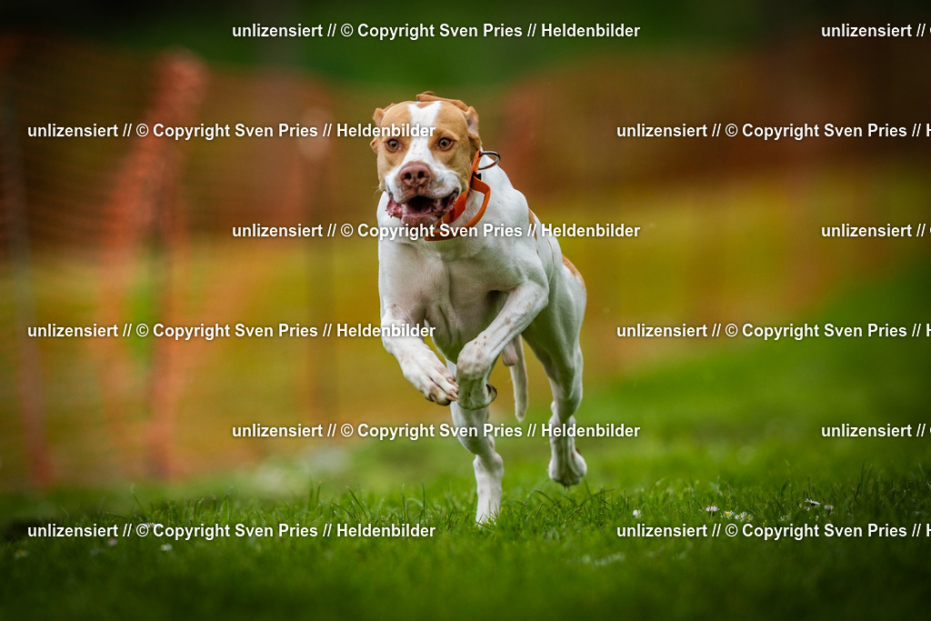 Sven Pries | 2025-04-13 - Hunderennen Baden-Baden - Realisiert mit Pictrs.com