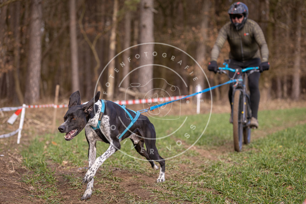 DV3A6150 | Hundefotografie, Tierfotograf, Pfotenfotografie, Fotoshooting Hund, Hunde Portrait, Hundesport, Hundeportraits, Heideshooting, Hunde, Sportfotograf, Hundefotograf, Turnierhundsport, THS,  - Realisiert mit Pictrs.com