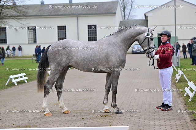 50_Zirocco Blue - Concetto_790_6943 | Björn Schroeder Pferdefotografie