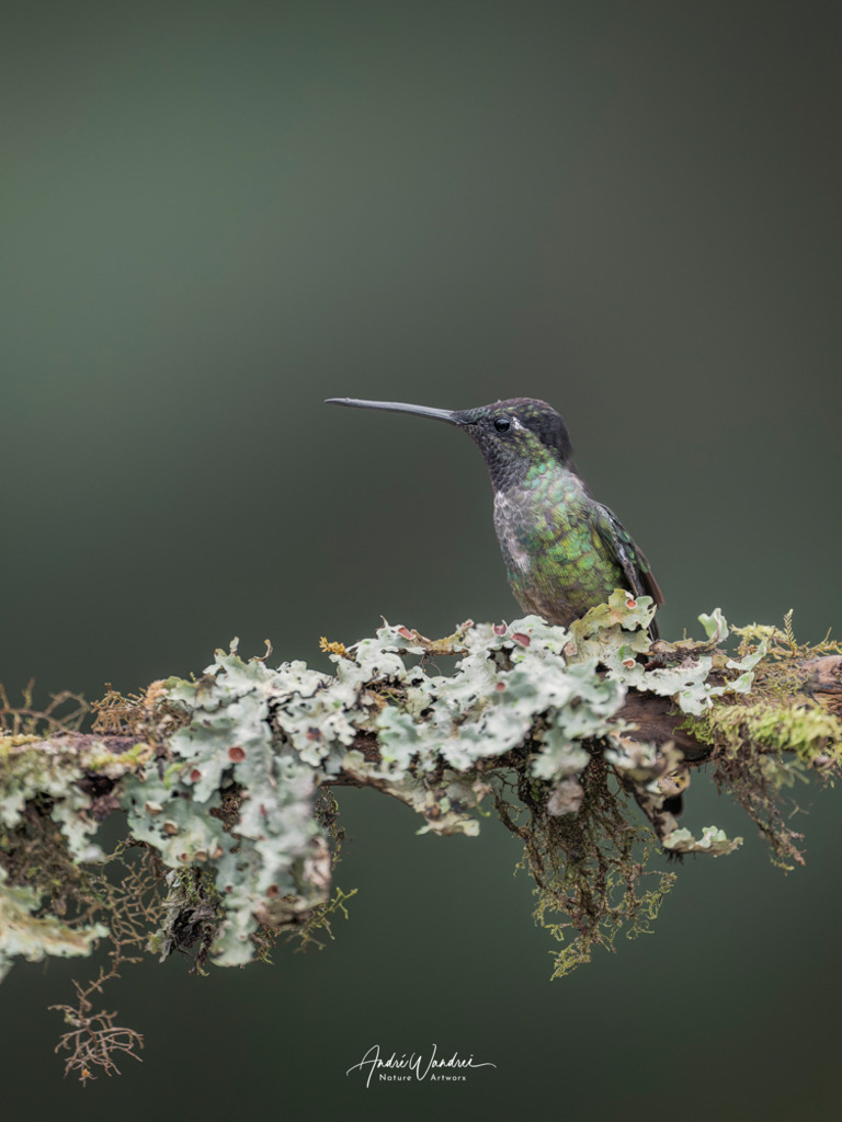 Juwel des Regenwaldes | Andre Wandrei - Nature Artworx - Realisiert mit Pictrs.com