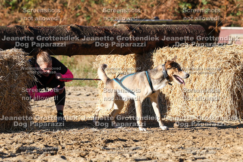 Dog Paparazzi - Strongdog 10-25-1489 | Dog Paparazzi Jeanette Grottendiek Fotografie & Videografie - Realisiert mit Pictrs.com