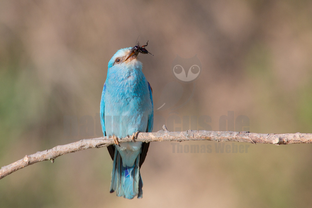 20140518175729-4 | Eine leuchtend blaue Blauracke (Coracias garrulus) sitzt auf einem kahlen Ast und hält ein dunkles Insekt, vermutlich eine Grille oder Heuschrecke, in ihrem Schnabel. Der Vogel blickt leicht nach oben und rechts. Der Hintergrund ist unscharf und zeigt helle Braun- und Grüntöne, was den Vogel hervorhebt. Die Interaktion zeigt den Vogel beim Fressen oder Transportieren seiner Beute. - Realisiert mit Pictrs.com
