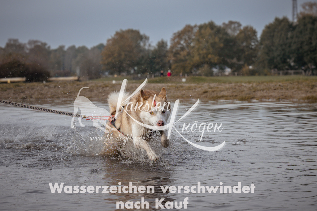 1122_ZZ94225 | kk-dogfotos