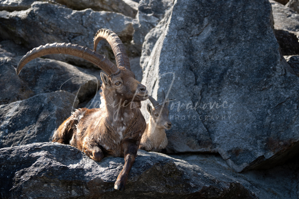 Steinbock | Steinbock im Alpenzoo