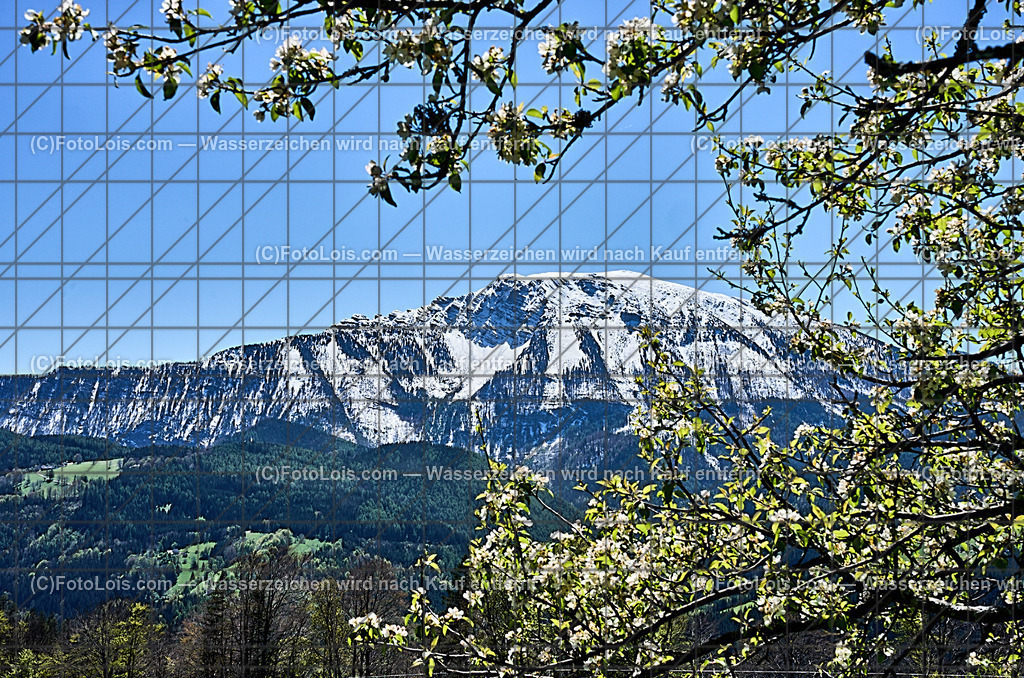 ALP4552_Hochbaerneck_Baumbluete-weisser Oetscher | (C)FotoLois.com, Alois Spandl. Weißer ÖTSCHER im Frühling, Blühender Obstbaum am Hochbärneck mit Ötscher, Sa 27. April 2024.