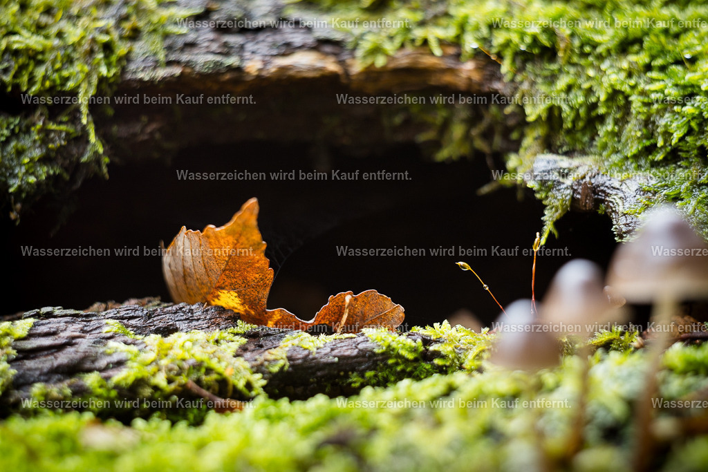 Magie deines Zuhauses | Die Botschaft zum Bild lautet: Wo fühlst du dich zu Hause? Vielleicht fühlst du dich auch heimatlos, vielleicht möchtest du endlich die Heimat finden, die dir zusteht. Dann genieße hier diese Energie und lasse los deine Gedanken und spüre hinein in deine innere Heimat. Sie war schon immer da und wird es immer sein.