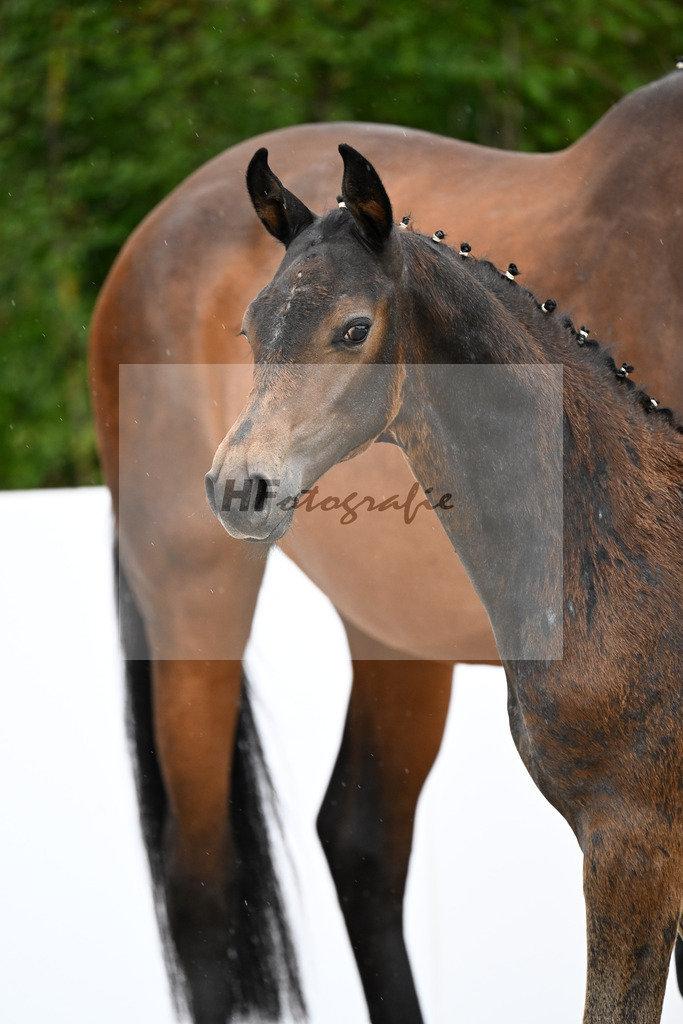 Charthago Blue x Chatender_HF_Gruber_23250375 | hf-fotografie - Realizzato con Pictrs.com