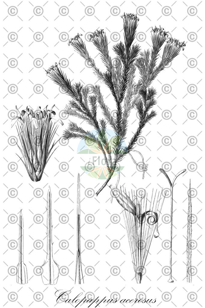 HistAbb_wfo-0000208421_1_ENZY_Simple | Historische Abbildung von Calopappus acerosus - Asteraceae | Historical Illustration of Calopappus acerosus - Asteraceae