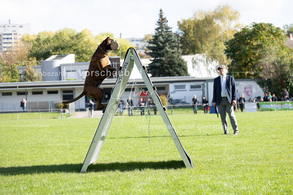 _16A5274 | Einzigartige Fotos von Hunden & Menschen –Actionfotos, Portraits, Vereinsaufnahmen & Paarshootings – authentisch, lebendig & mit Herz.