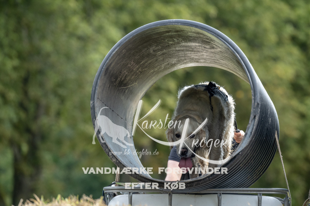 0950_ZZ91281 | kk-dogfotos