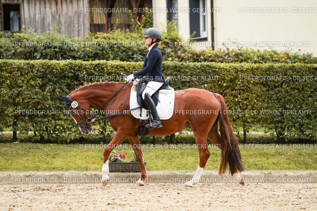 DSC09493 | Pferdegrafie