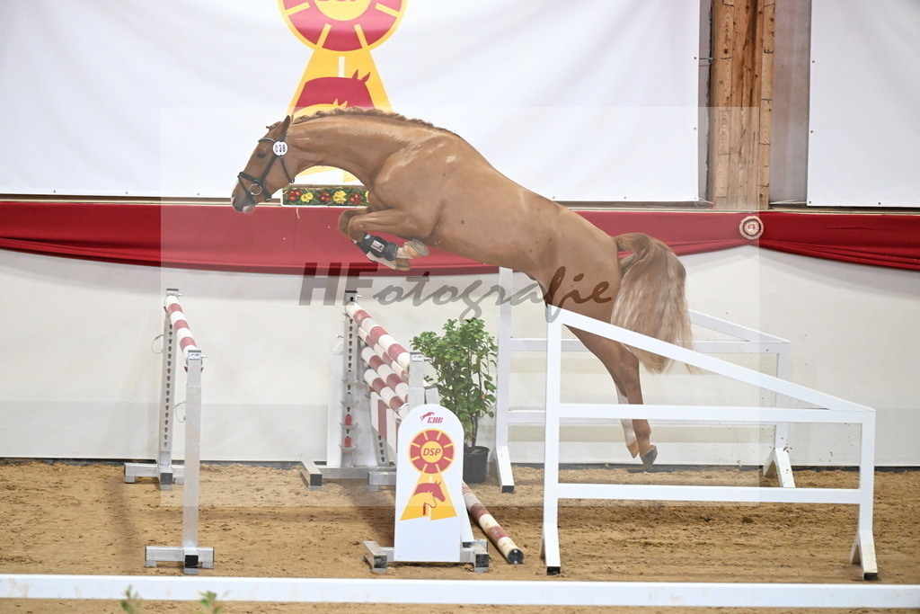 Kat.-Nr. 38 v. Tangelo van de Zuuthoeve_Spenrath_2251303 | hf-fotografie - Realizzato con Pictrs.com