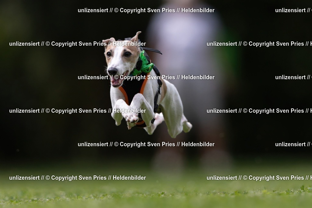 Sven Pries | 19. Allgemeines Hunderennen Karlsruhe Durlach - Realisiert mit Pictrs.com