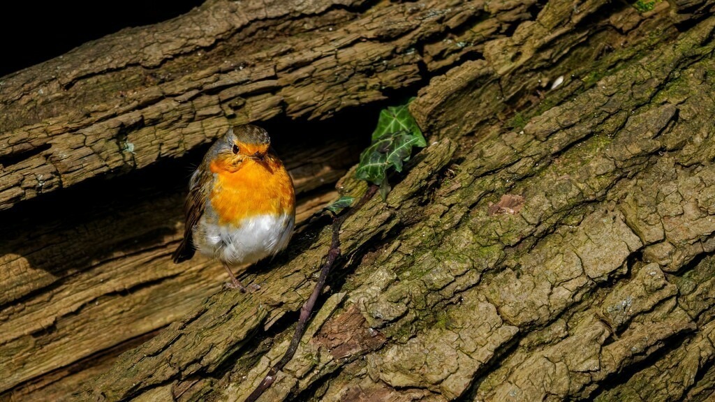 P1638129-Bearbeitet-2024-LR | Natur im Moment - Realisiert mit Pictrs.com