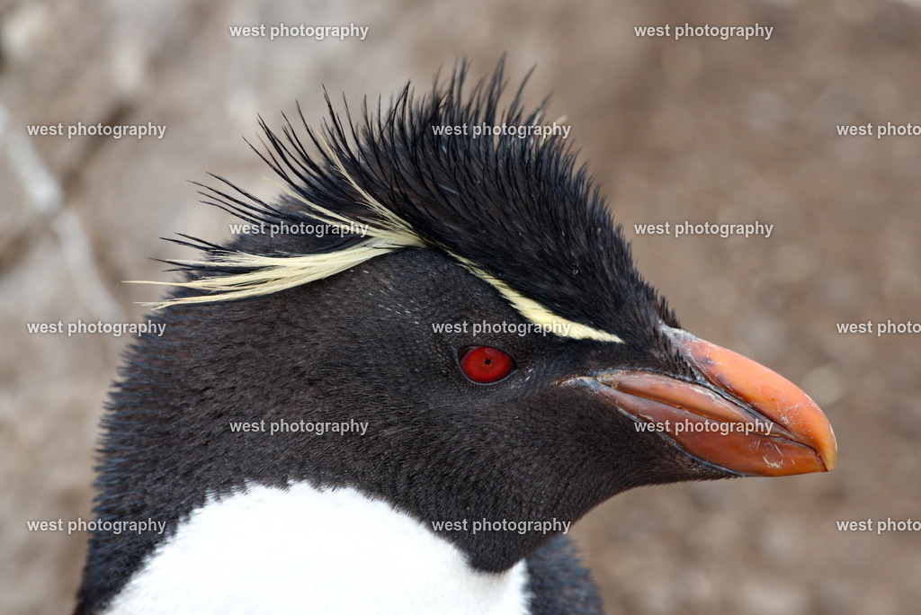 Rockhopper Penguin 2 SND - FLK 2014 | west photography - Realisiert mit Pictrs.com