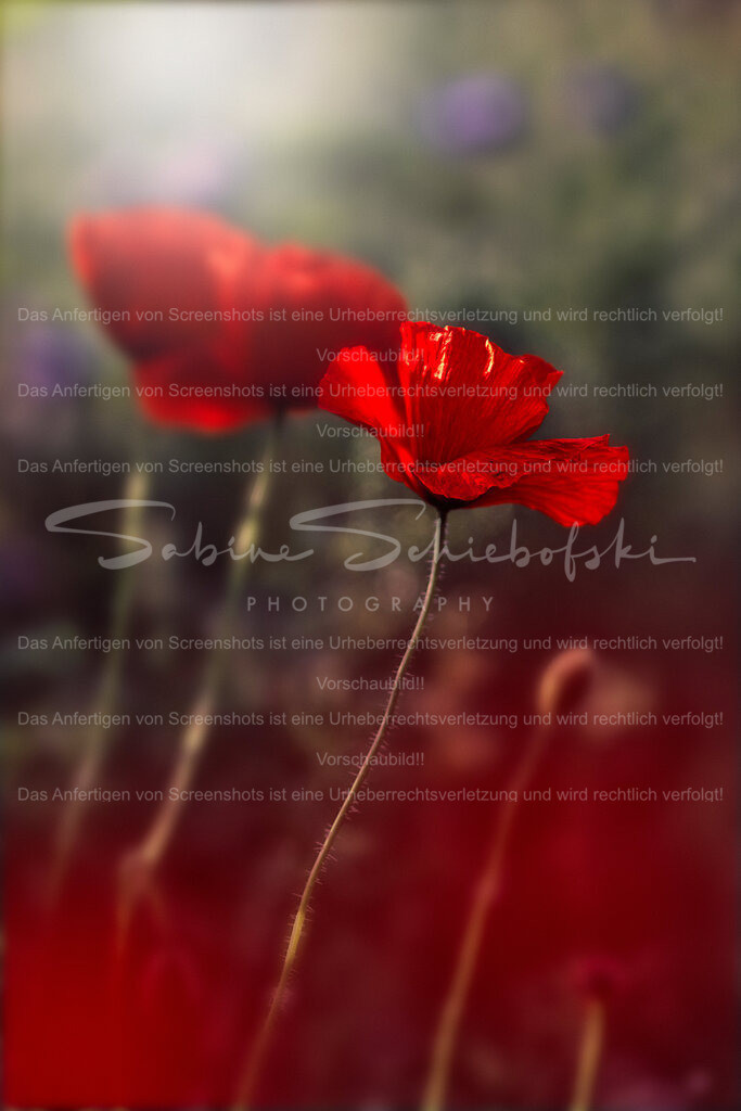 Wandbild Mohnblumen | People- und Tierfotografie, Imageaufnahmen, Veranstaltungsfotografie und Wandbilder aus der Natur ★ Made in Germany ✔️ Druck + Downloads ✔️ Naturfotografie in Top Qualität ★ schneller Versand, weltweite Lieferung! - Realisiert mit Pictrs.com