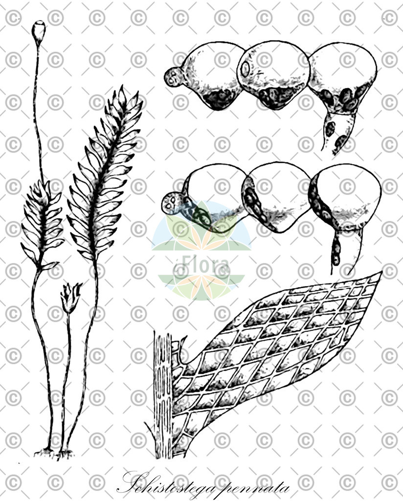 HistAbb_wfo-0000432303_1_ENZY_Simple | Historische Abbildung von Schistostega pennata - Schistostegaceae | Historical Illustration of Schistostega pennata - Schistostegaceae