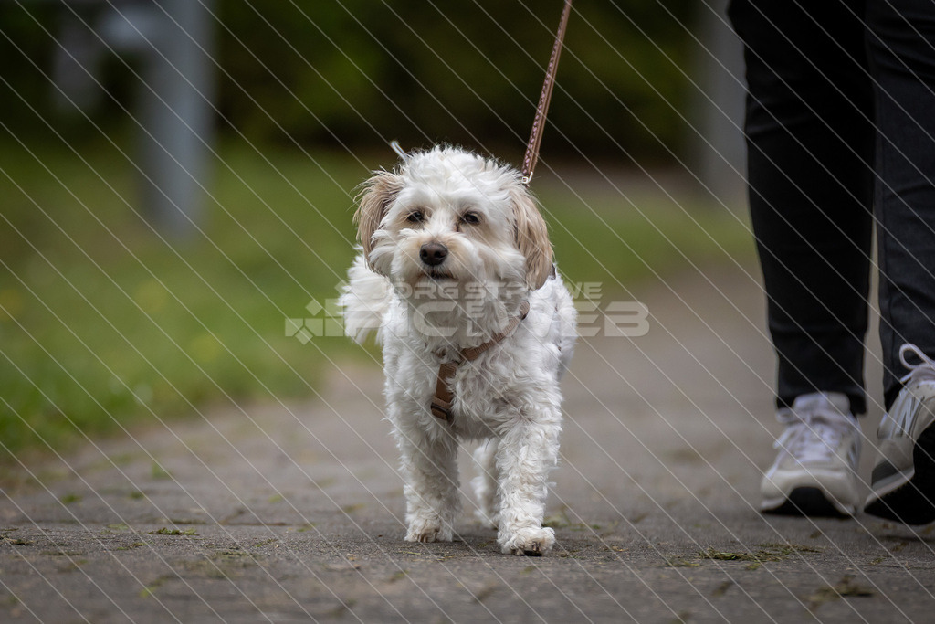 20260419_Picselweb-Fotografie_1R3_0162 | Dein Fotograf aus dem Landkreis Stade für Sport und Events - Realisiert mit Pictrs.com