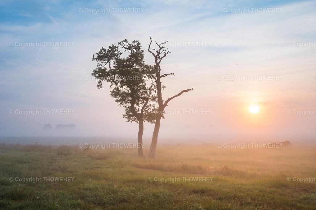 _1038663 | thowehey - Realisiert mit Pictrs.com