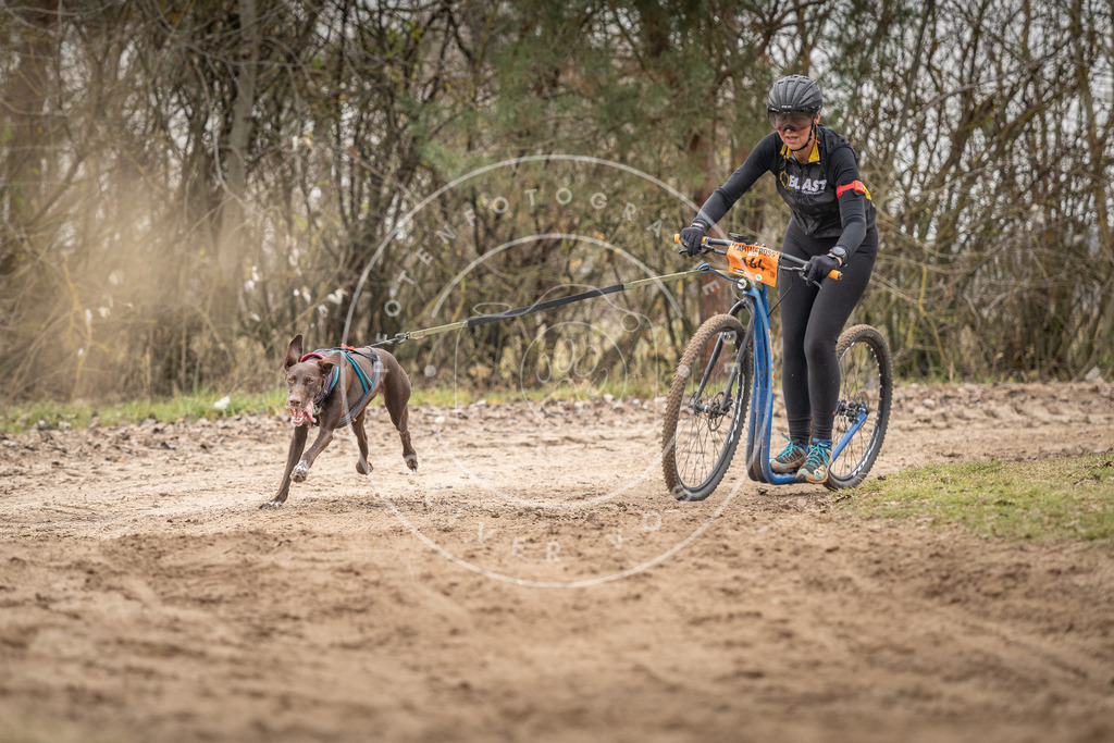 Pfotenfotografie_DV3A0122 | Hundefotografie, Tierfotograf, Pfotenfotografie, Fotoshooting Hund, Hunde Portrait, Hundesport, Hundeportraits, Heideshooting, Hunde, Sportfotograf, Hundefotograf, Turnierhundsport, THS,  - Realisiert mit Pictrs.com