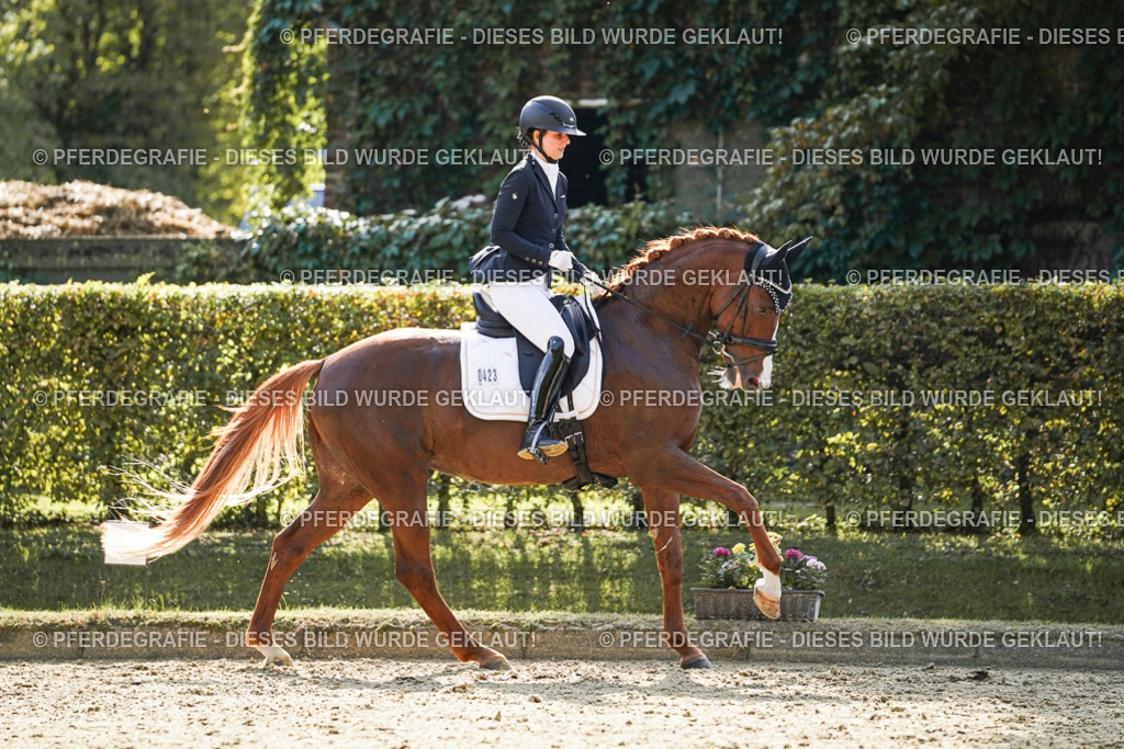 DSC07488 | Pferdegrafie