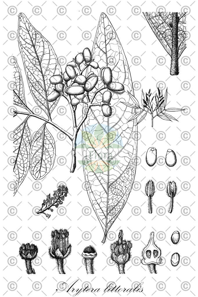HistAbb_630_1_FLORAD_SIMPLE | Historische Abbildung von Arytera littoralis - Sapindaceae | Historical Illustration of Arytera littoralis - Sapindaceae