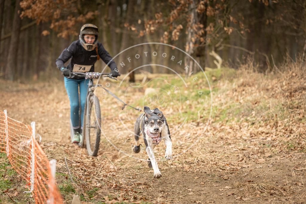 Pfotenfotografie_DV3A4070 | Hundefotografie, Tierfotograf, Pfotenfotografie, Fotoshooting Hund, Hunde Portrait, Hundesport, Hundeportraits, Heideshooting, Hunde, Sportfotograf, Hundefotograf, Turnierhundsport, THS,  - Realisiert mit Pictrs.com