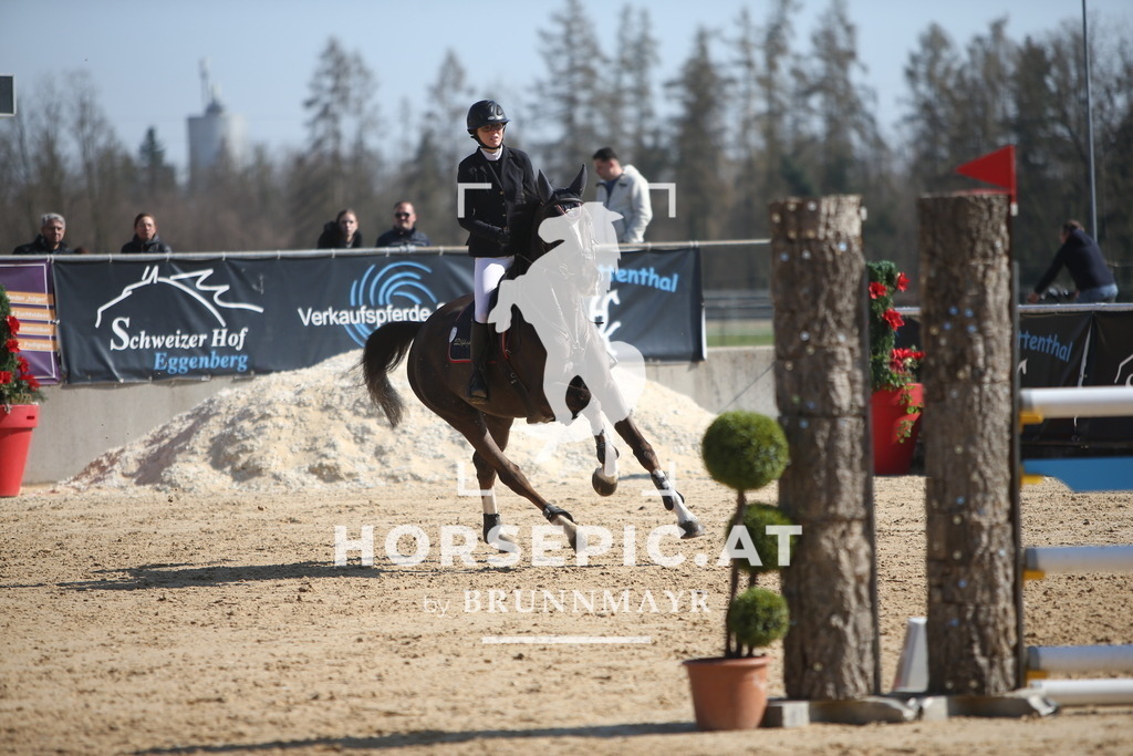 AS8V6055 | Willkommen bei Brunnmayr - Design & Fotografie – Ihrem Spezialisten für Reitturniere und Pferdeveranstaltungen in Oberösterreich, Salzburg und Bayern! Seit über 17 Jahren sind wir leidenschaftlich dabei.