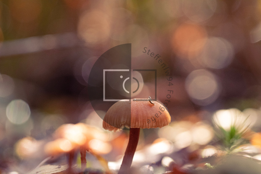 Rötlicher Lacktrichterling Wandbild | Ich bin Fotograf und auf meiner Webseite hast du die Möglichkeit meine fotografie als Wandbilder druckfertig für dein Zuhause zu bestellten. - Realisiert mit Pictrs.com