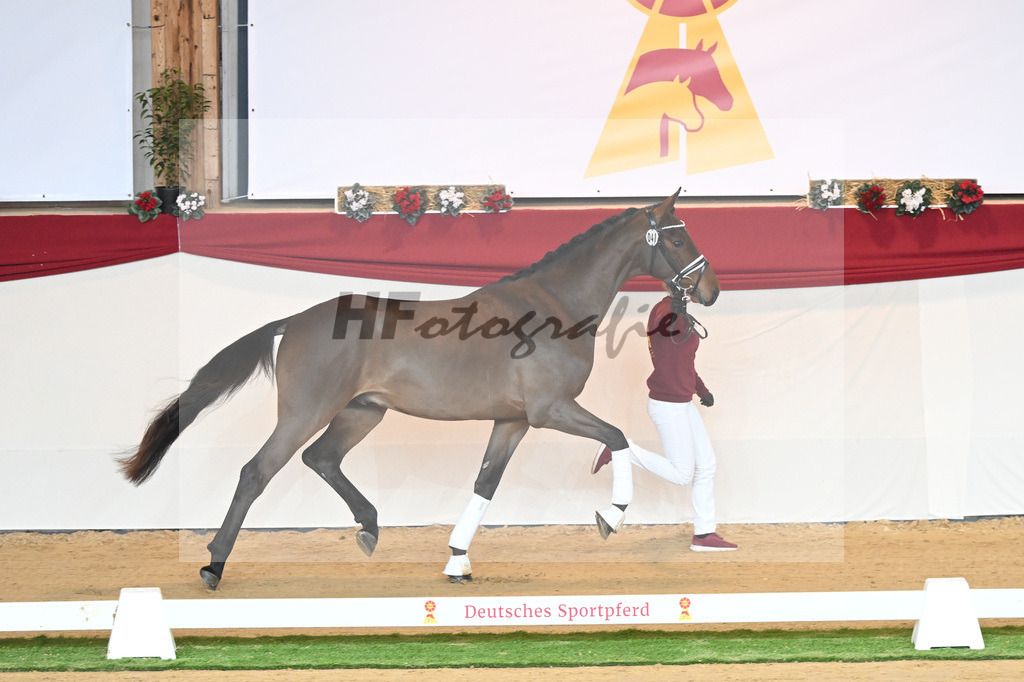 Kat-Nr. 41 Dantes Stern_Klakow_1230404 | hf-fotografie - Realisiert mit Pictrs.com