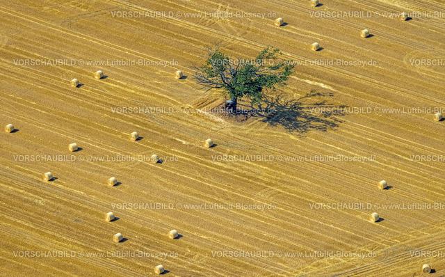Kamp-Lintfort230706941 | Luftbild, Baum mit Hochsitz auf einem abgemähten Kornfeld, Formen und Farben, Heuballen, Rossenray, Kamp-Lintfort, Ruhrgebiet, Nordrhein-Westfalen, Deutschland