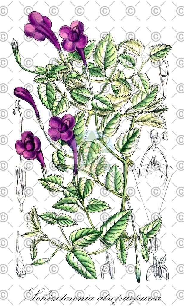 HistAbb_7DRK_2_ENZY_Simple | Historische Abbildung von Schizotorenia atropurpurea - Linderniaceae | Historical Illustration of Schizotorenia atropurpurea - Linderniaceae