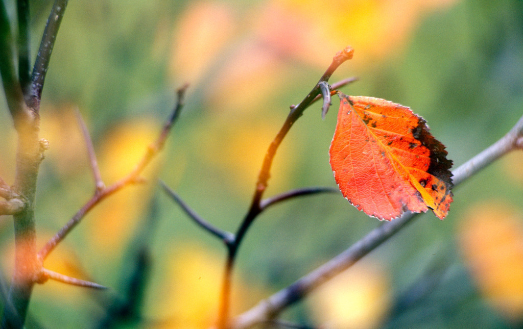 Rotes Blatt im Gegenlicht | Enzersfeld, Austria -  2009: Rotes Blatt im Gegenlicht. - Realisiert mit Pictrs.com