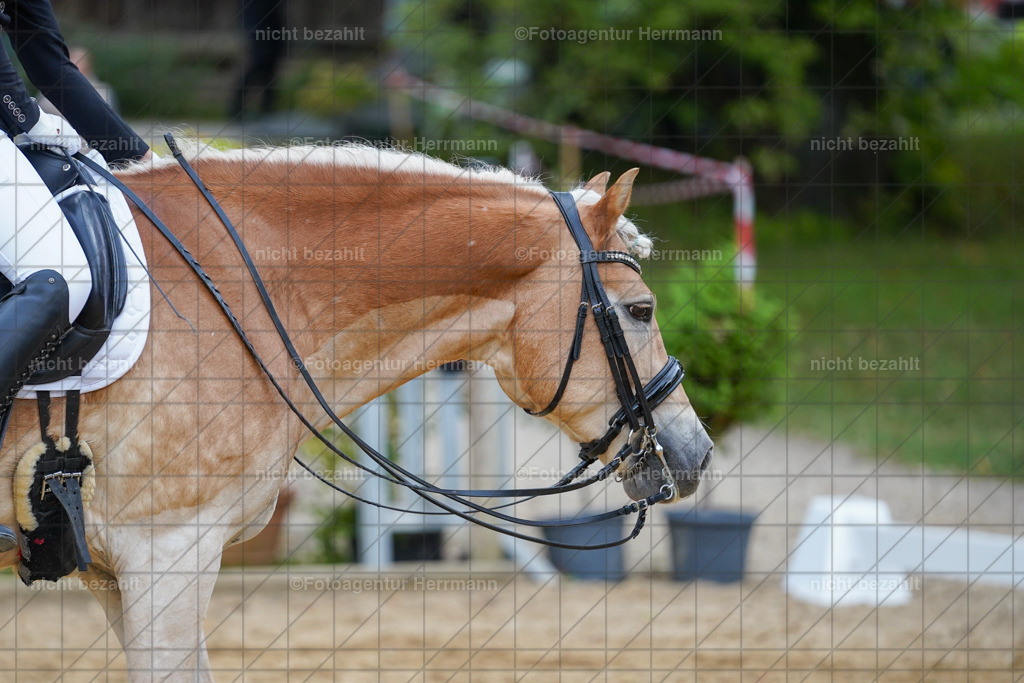 20231007-SN_00836 | Professionelle Turnier- und Reitsportfotografie - mit dem Finger am Auslöser. Pferdebilder aus dem Reitsport von den Turnierfotografen  Bayern , Pferdefotograf Bayern, Pferdeshooting Turnierbilder, Hochzeitsfotograf, Eventfotograf, Hochzeitsbilder