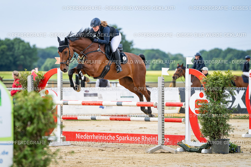 DSC03610 | Pferdegrafie