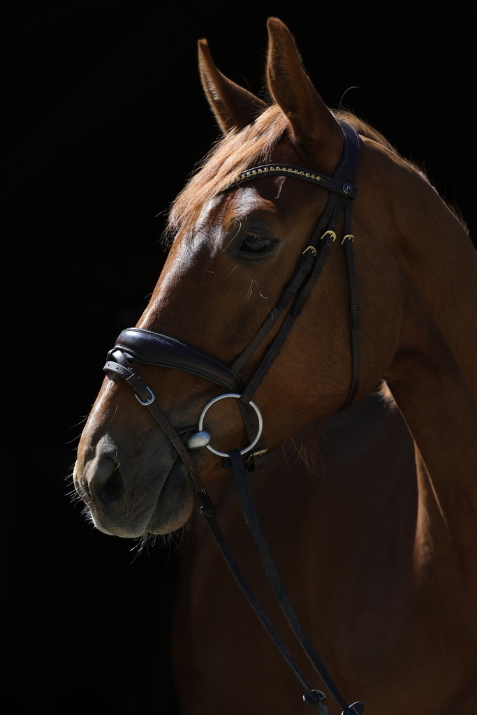 0P6A8743 | Willkommen bei Brunnmayr - Design & Fotografie – Ihrem Spezialisten für Reitturniere und Pferdeveranstaltungen in Oberösterreich, Salzburg und Bayern! Seit über 17 Jahren sind wir leidenschaftlich dabei.