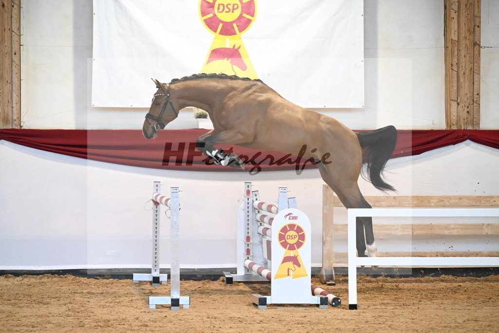 Kat-Nr. 2 Baggio x Continus Grannus_Gestuet Sprehe_47241090 | hf-fotografie - Realizzato con Pictrs.com