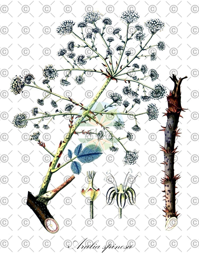 HistAbb_wfo-0000259375_2_ENZY_Simple | Historische Abbildung von Aralia spinosa - Araliaceae | Historical Illustration of Aralia spinosa - Araliaceae