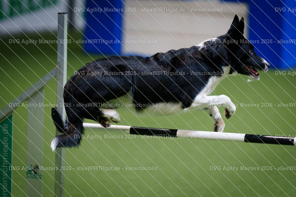 allesWIRTHgut_Tierfotografie-DVG_Agility_Masters_2026-09_27-7R501748 | Professionelle Tierfotografie in Mönchengladbach von Daniel Wirth (allesWIRTHgut). Liebevolle & natürliche Bilder von Hunden & Katzen für unvergessliche Erinnerungen.