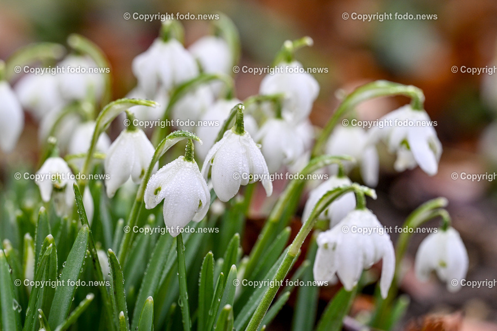 Fruehling_ Blumen_ Fruelingsboten_ 14.02.2024-6 | 14.02.2024, Linz, AUT, Fruehling, Blumen, Fruehlingsboten, im Bild Frühling, Blumen, Frühlingsboten, Fruehling, Fruelingsboten, Schneeglöckerl, Schneegloeckerl, Schneeglöckchen, Schneegloeckchen,  Blütenpflanze, Vorfrühling