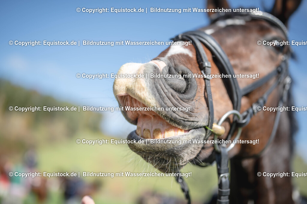 20251011_Jagd-Marbach_0526 | Foto: Thomas Hartig