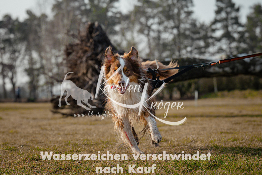 0859_ZZ96372 | kk-dogfotos