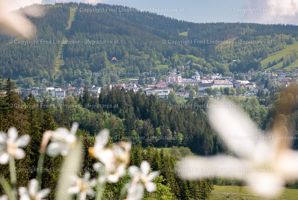 Narzissenblute Mariazellerland 2021-6063 | Fotos und Fotoprodukte - Realisiert mit Pictrs.com